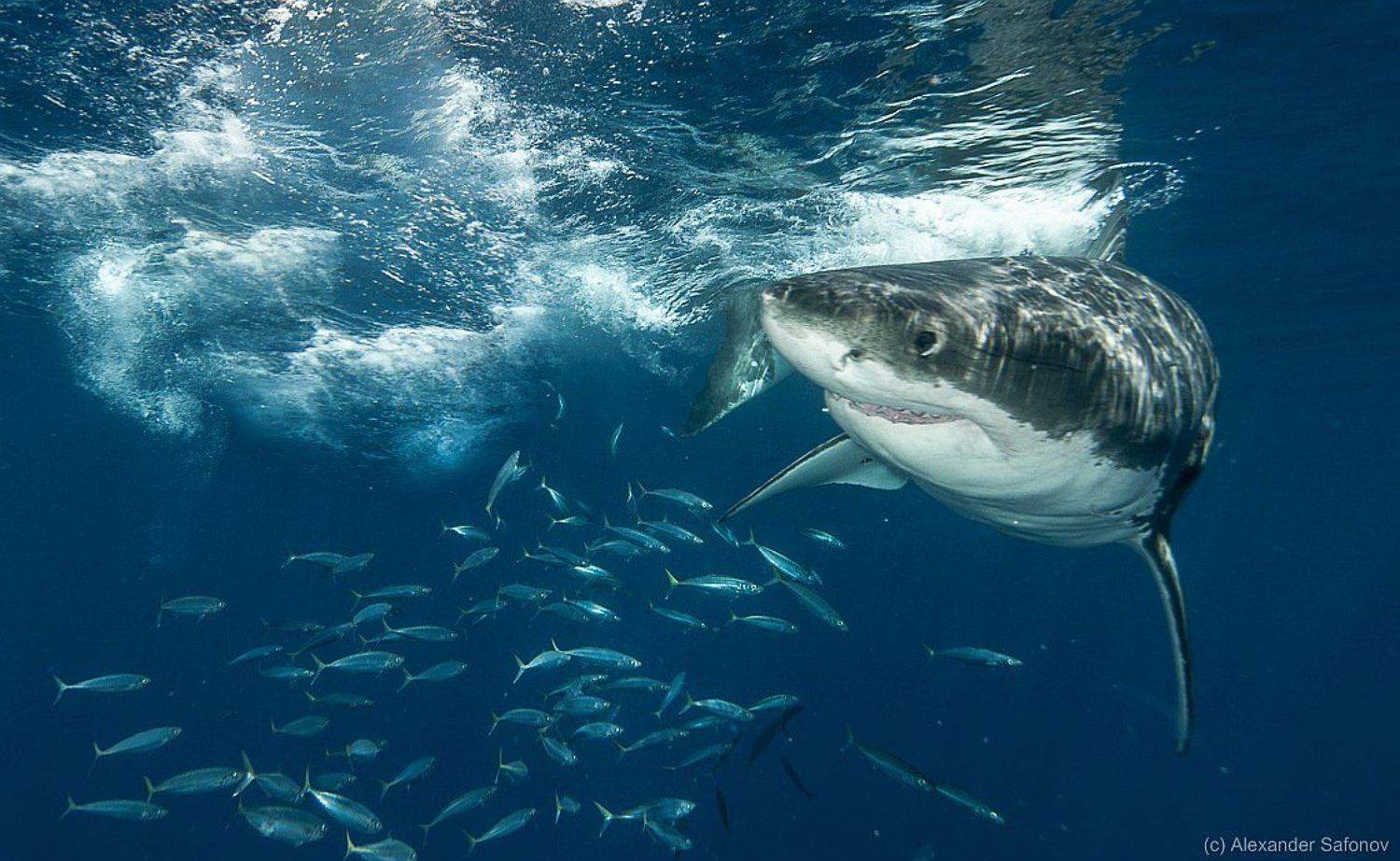 , Александр Сафонов