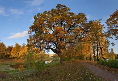 Гатчина. Осенний парк