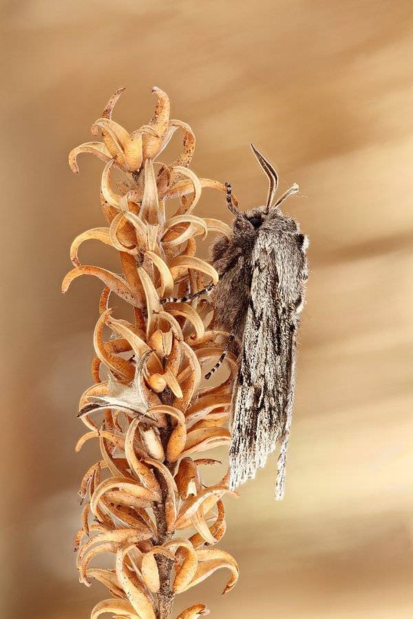 , Сергей Таланов