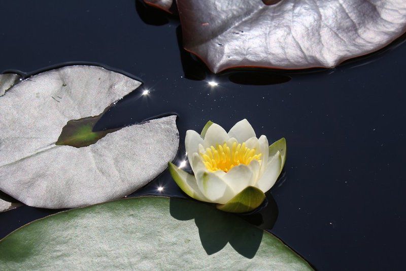 Зной... фото превью