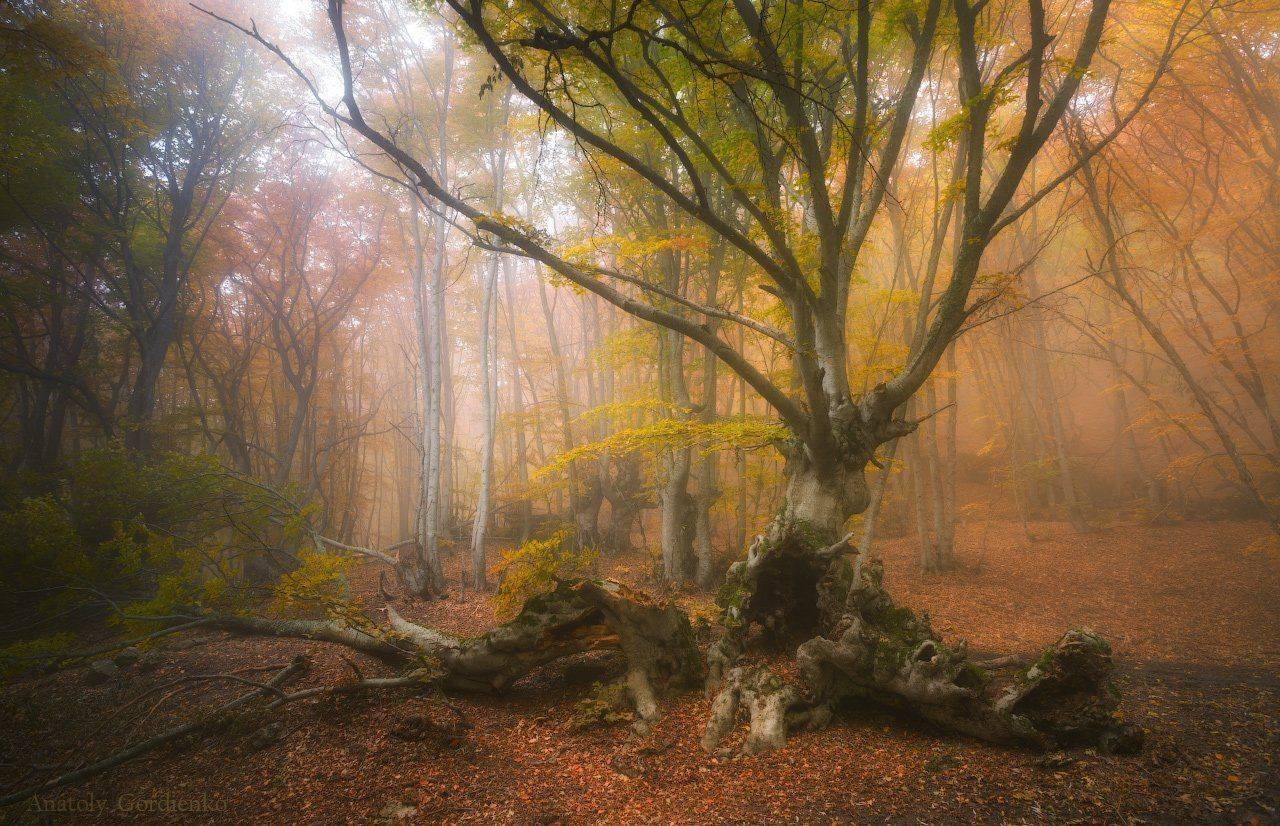 , Анатолий Гордиенко