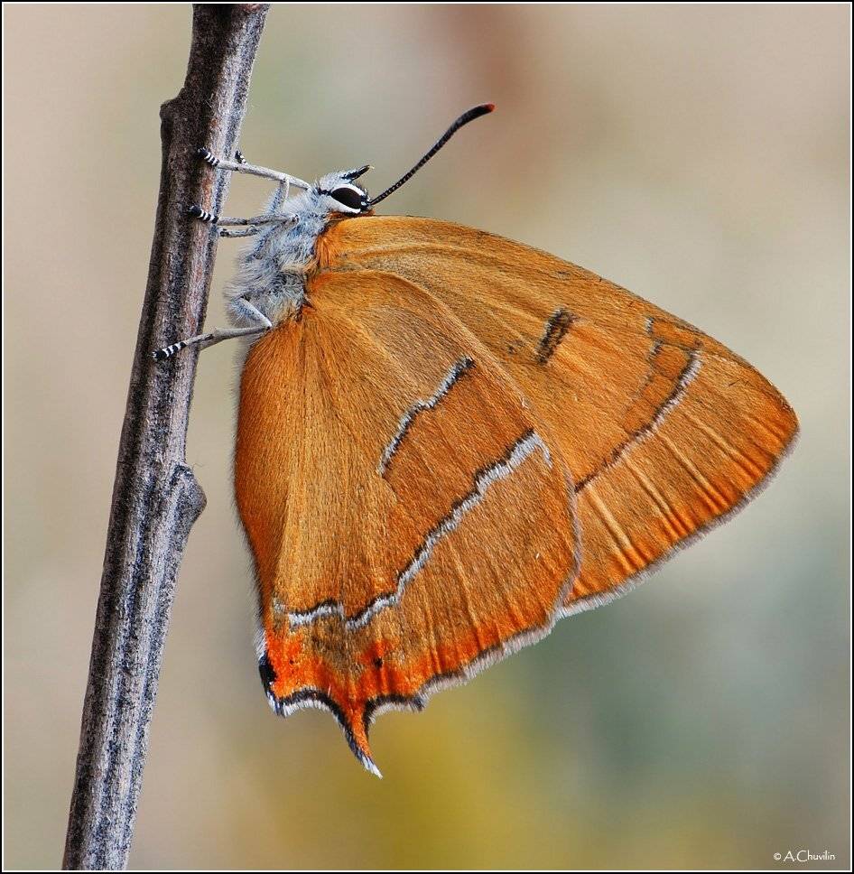 бабочка,хвостатка,зефир,берёзовый,thecla,betulae, Александр Чувилин