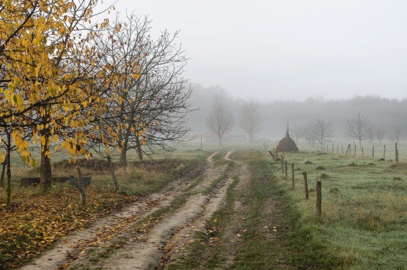 осень, туман, лес, село, дорога, свет  фото превью