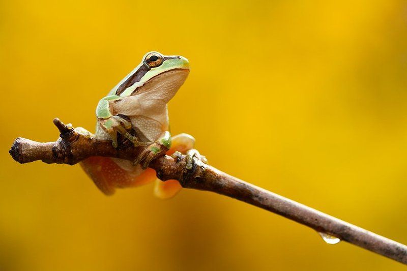 Hyla savignyi фото превью