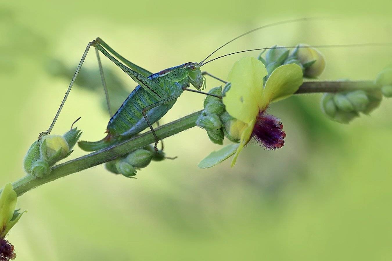 isophya, изофия, кузнечик, dark mullein, Леонид