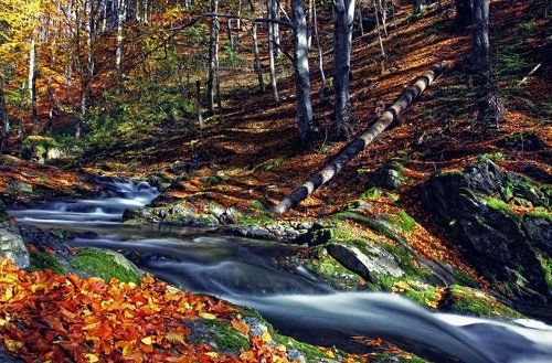 The Enchanted Forest