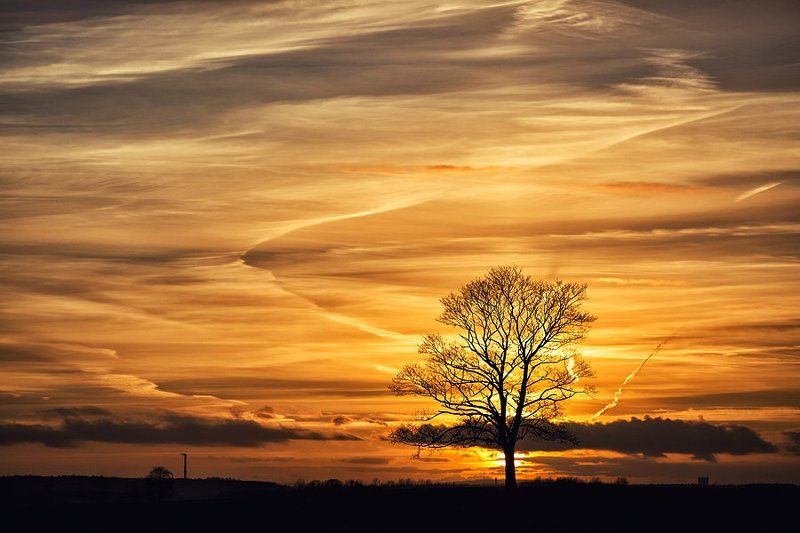 Lone фото превью