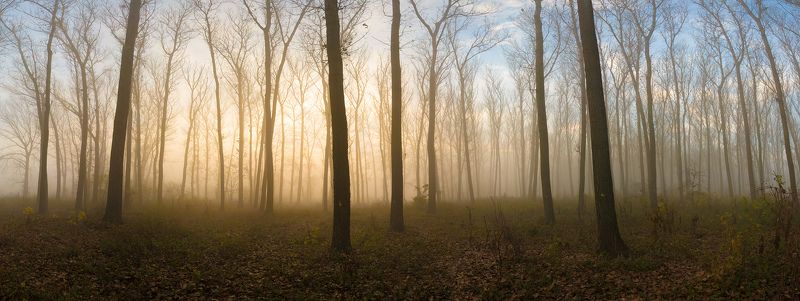 My Wood фото превью