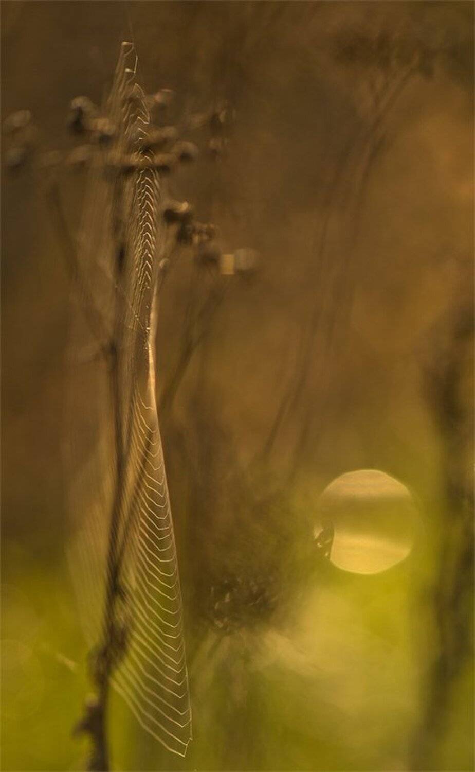 , Геннадий Мещеряков