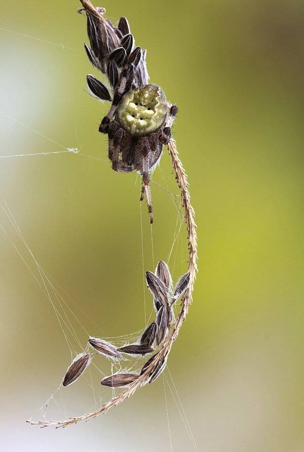 , Иваненко Светлана