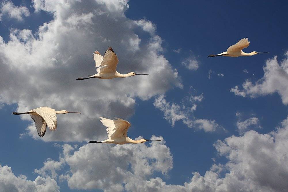 7D, Animals, Birds, Spoonbill, Колпицы, Птицы, Yuri Gomelsky