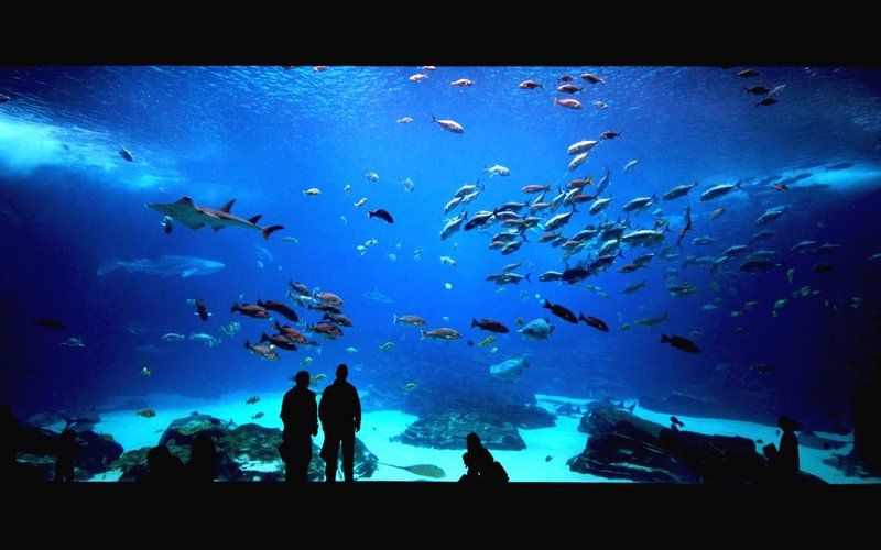Georgia aquarium фото превью
