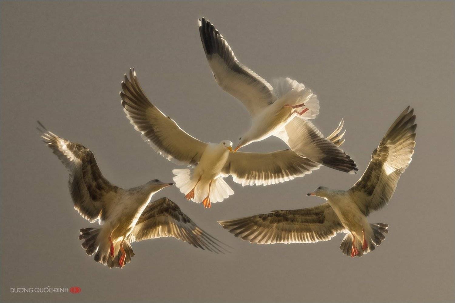 Автор: duong quoc dinh , duong quoc dinh