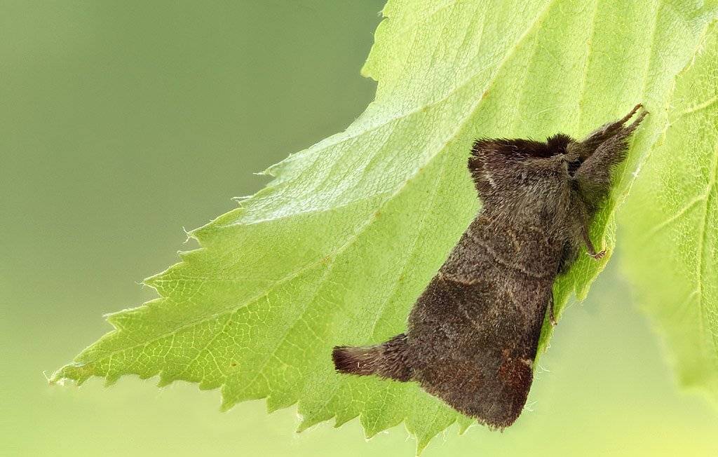 , Сергей Таланов