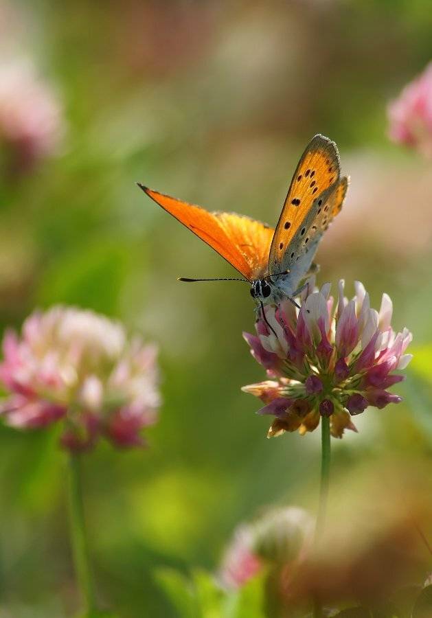 , Чепленко Алексей