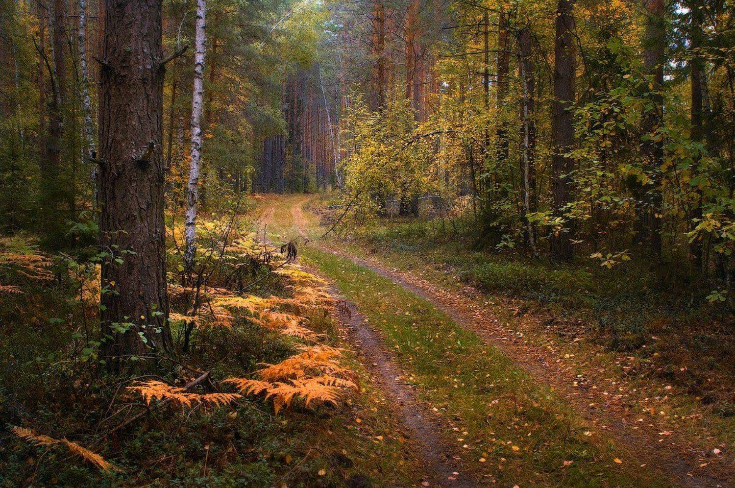 , Дмитрий Алексеев