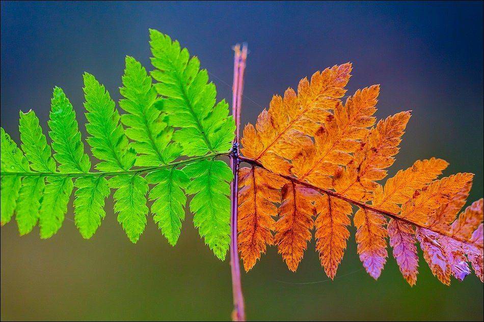 , Бурлов Андрей