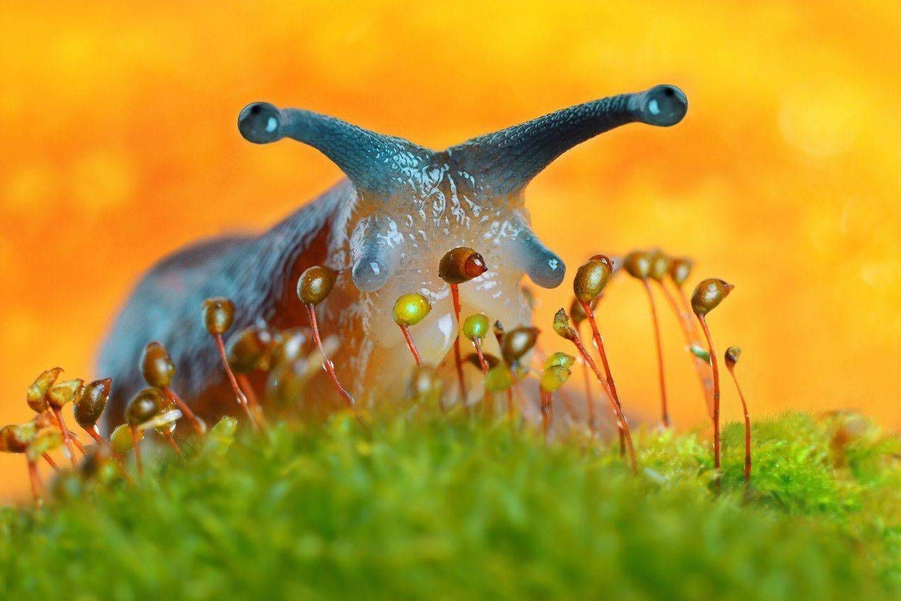 , Чернобай Анна