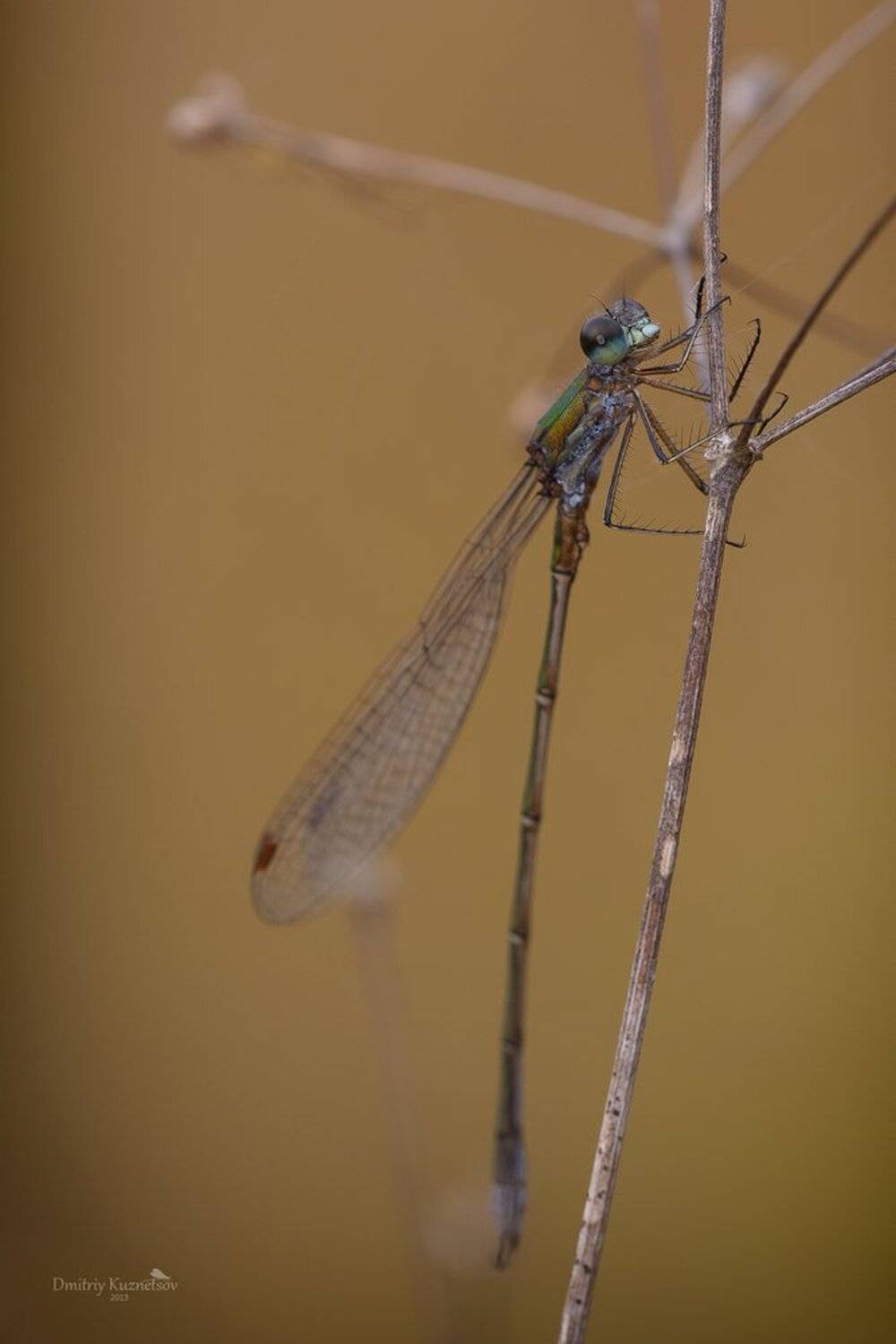 , Кузнецов Дмитрий