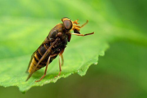 Я воздаю тебе хвалу!