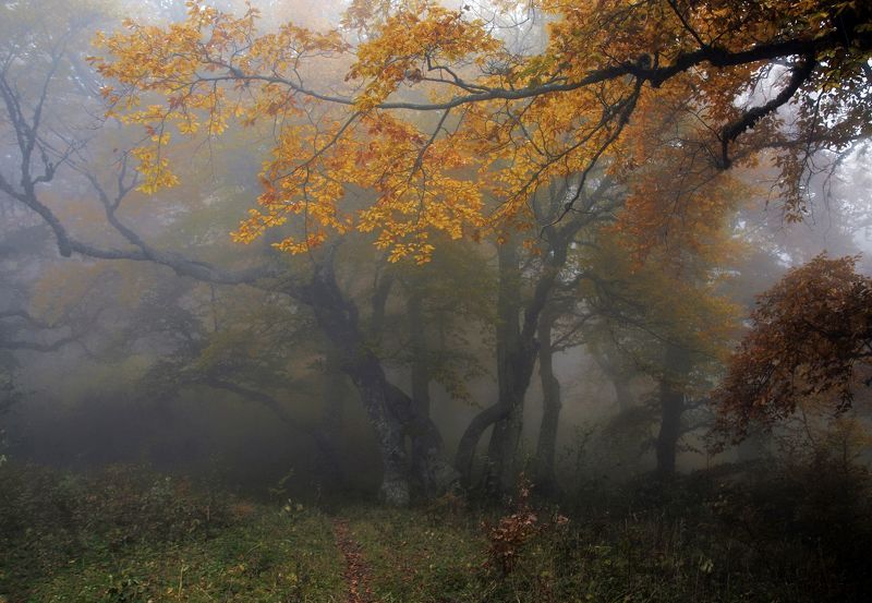 Золото осени фото превью