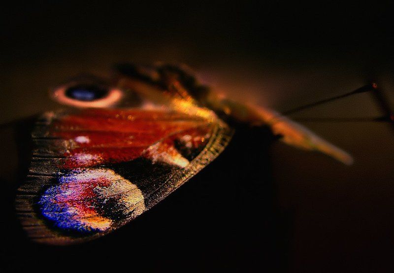 wake,macro,sony,butterfly Glimpse of Light фото превью
