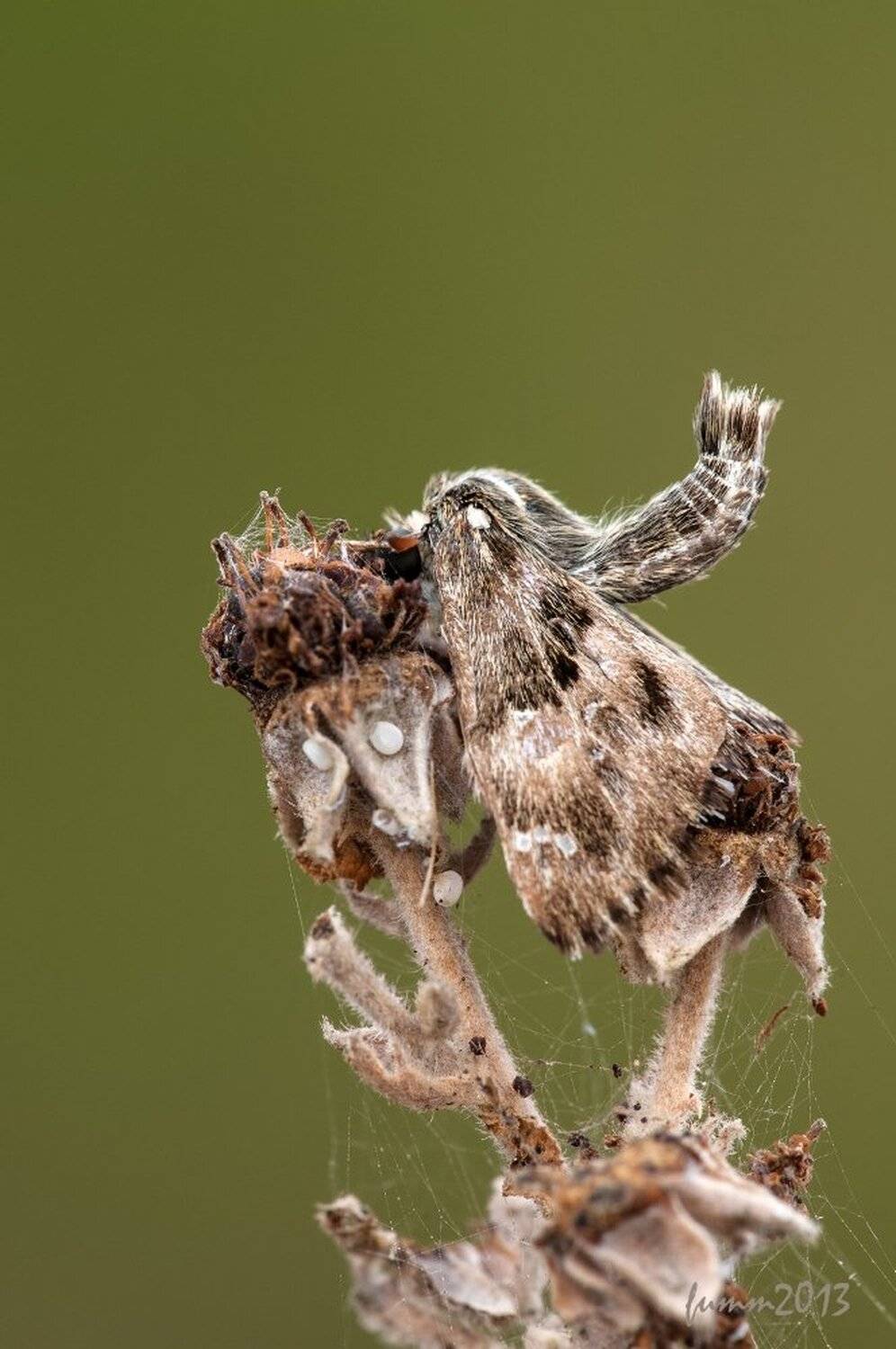 , Игорь ФУММ