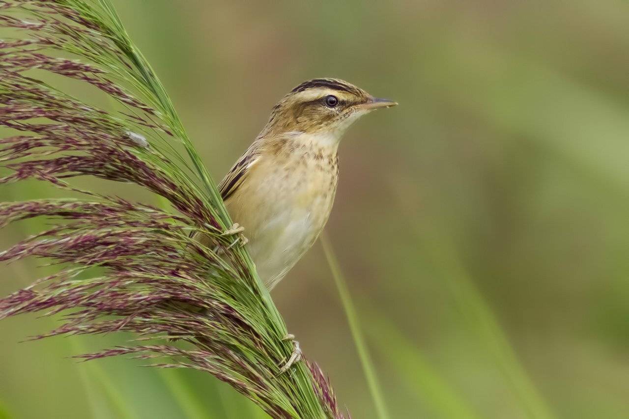 , Ляпустин Юра