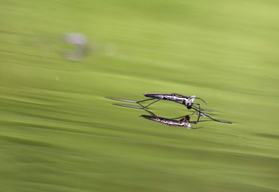 , Иваненко Светлана