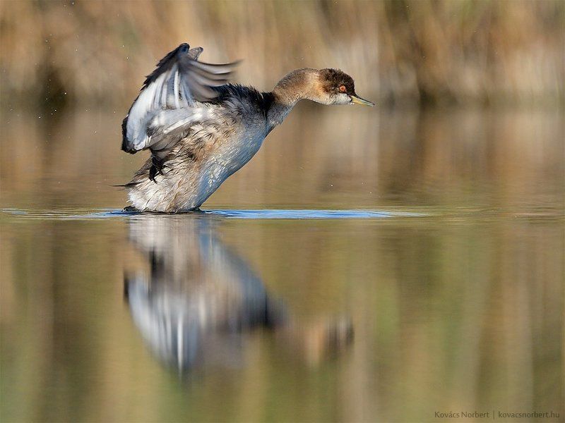 Black-necked grebe фото превью