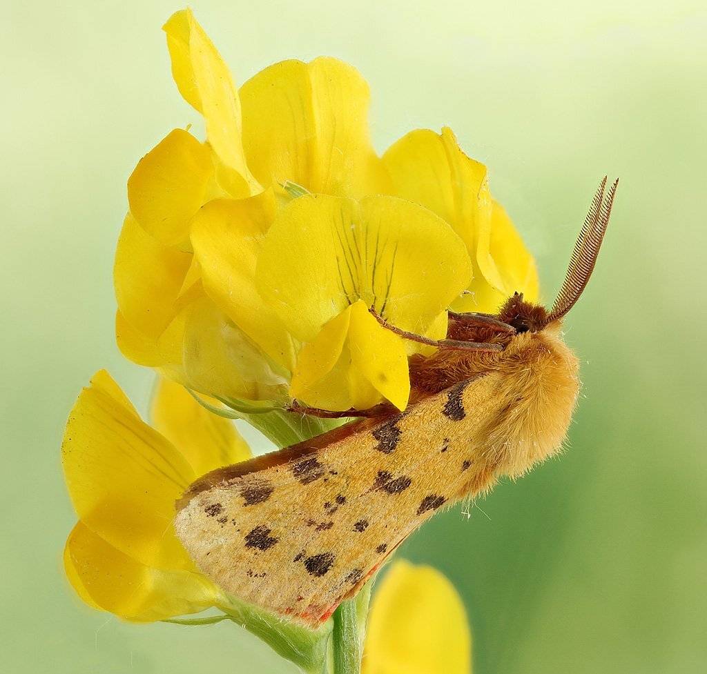 , Сергей Таланов