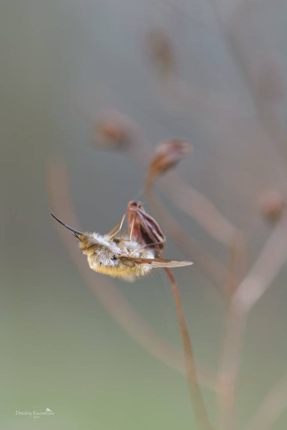 , Кузнецов Дмитрий