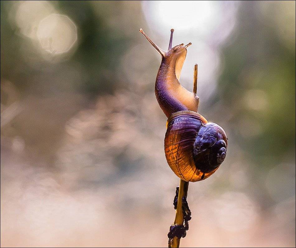 , Бурлов Андрей