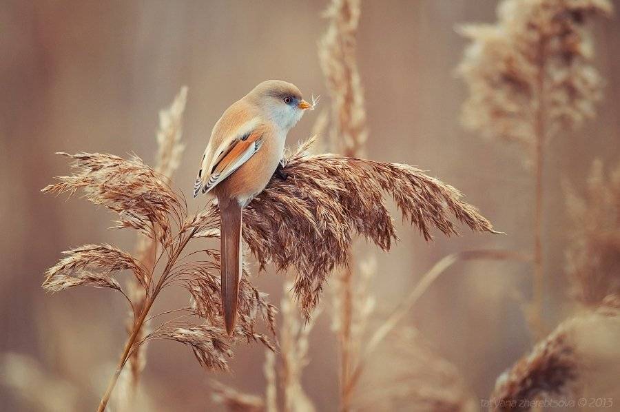 Усатая синица, Татьяна Жеребцова