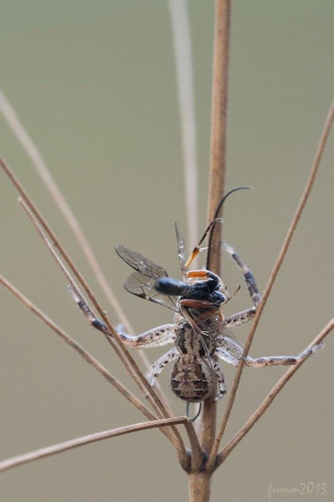 , Игорь ФУММ