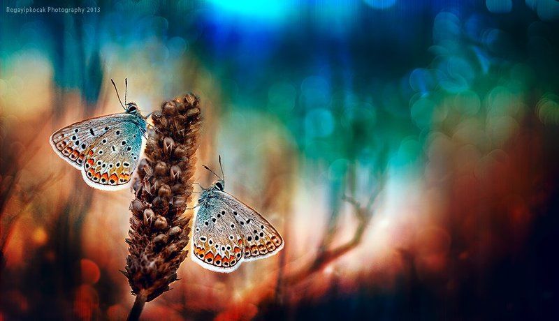 Together фото превью