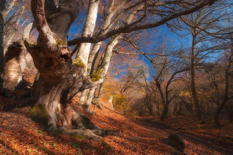 крым, демерджи *** фото превью