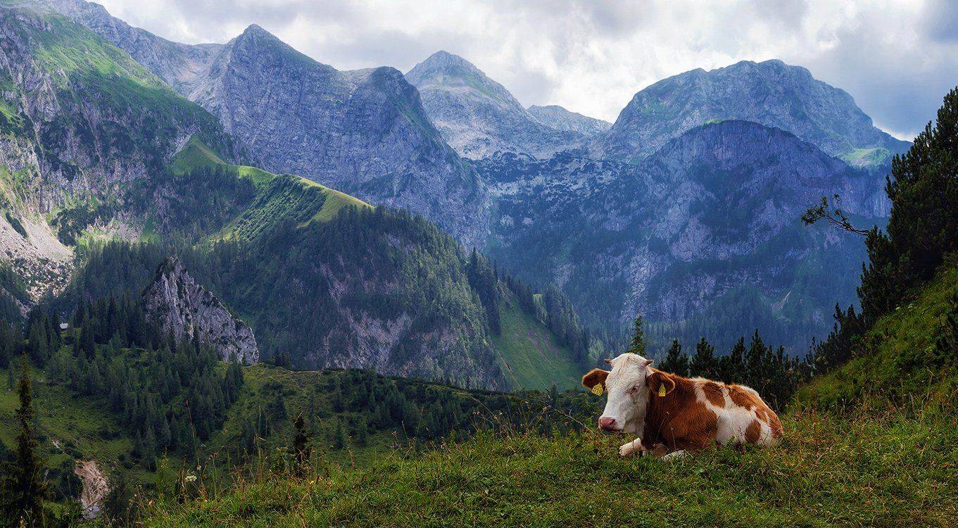 , Игорь Мелекесцев