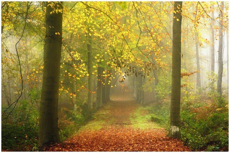 A misty autumn day in the forest.