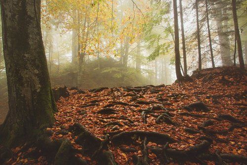 Хитросплетения 