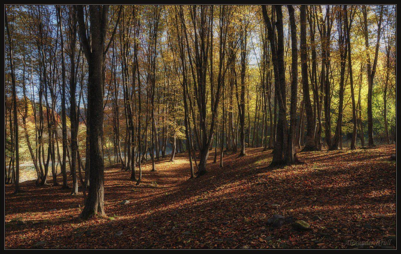 осень, лес, тени, свет, Александр Круль