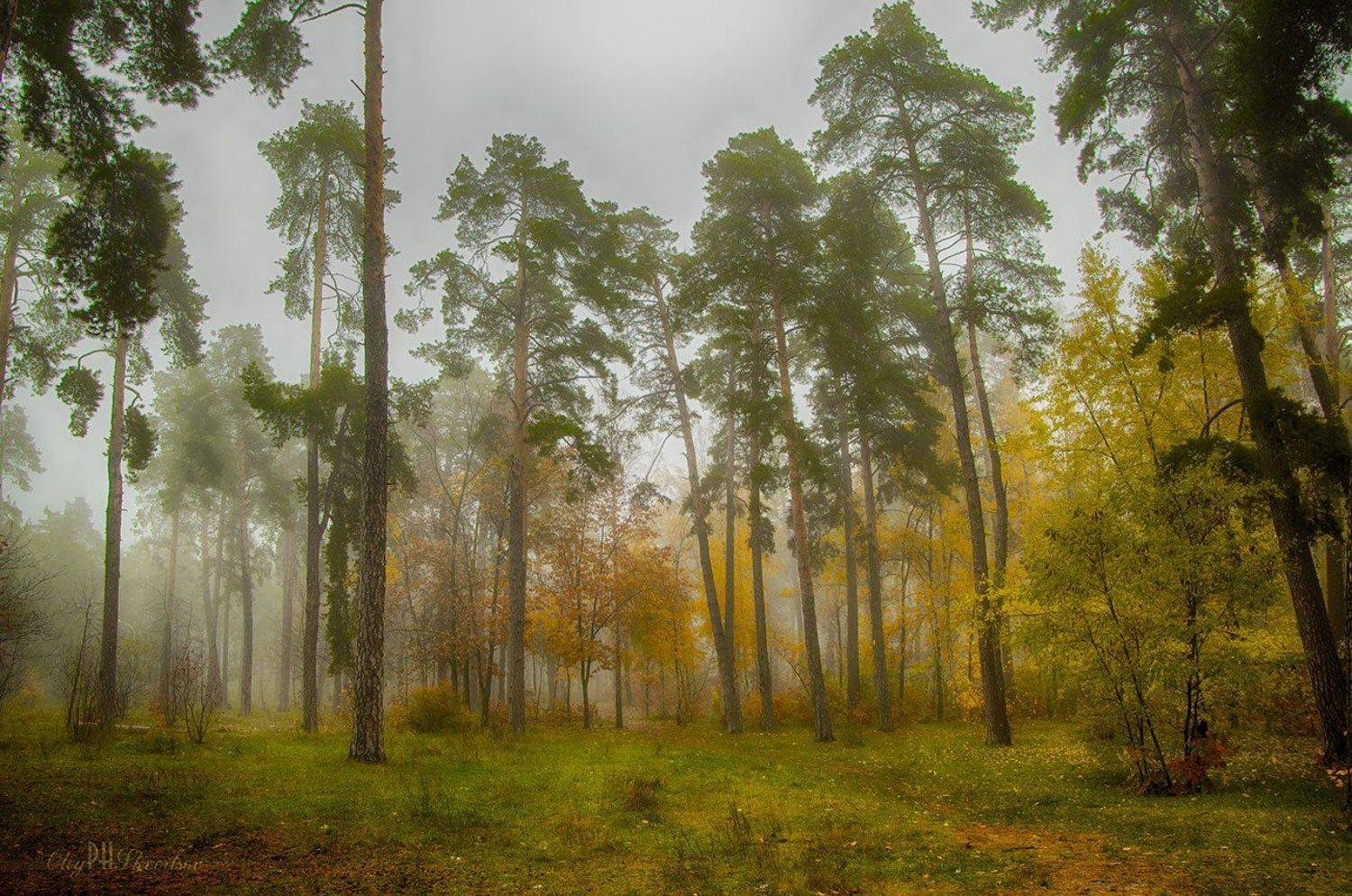 , Олег Скворцов