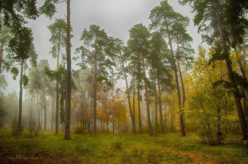 Сосны фото превью