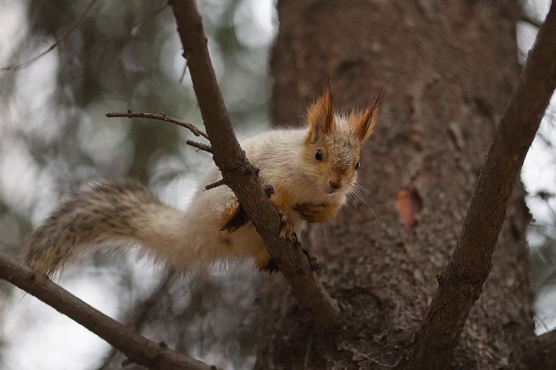 *** фото превью