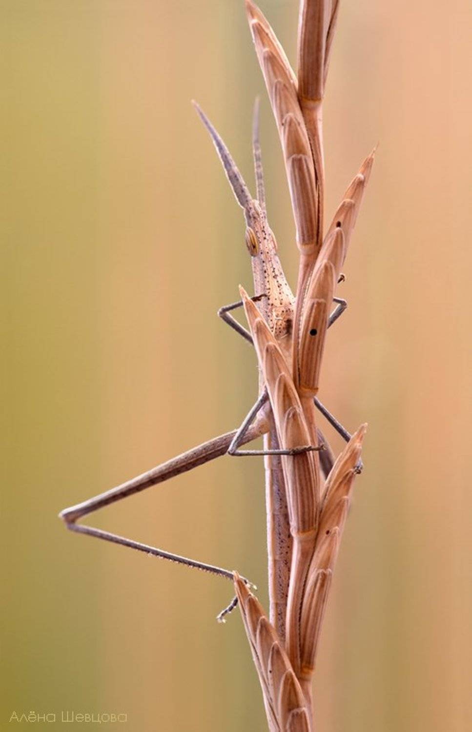 , Алёна Шевцова