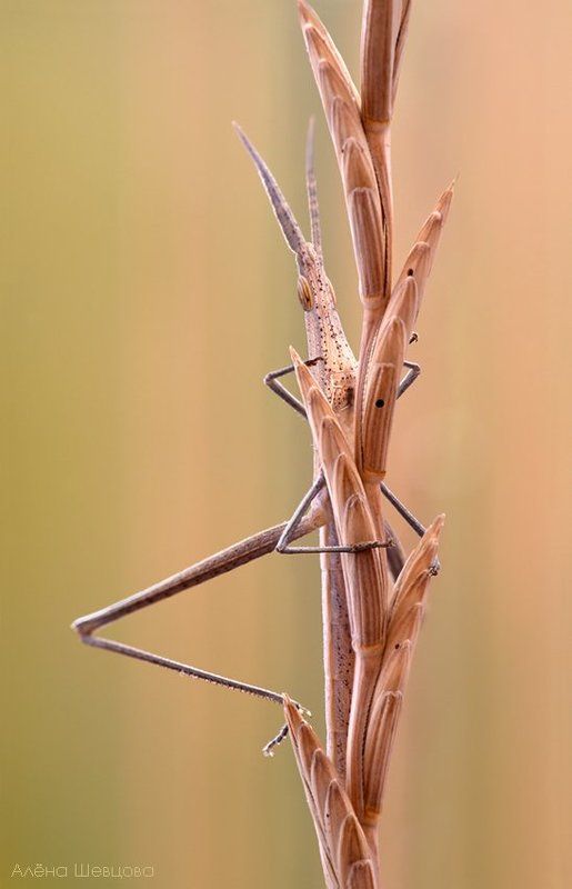 Акрида фото превью