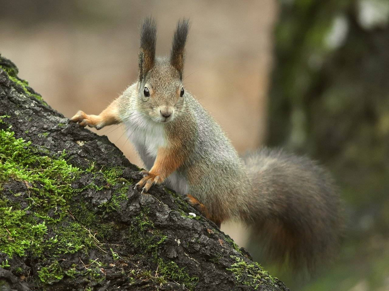 белка, грызуны, парк сокольники, Валерий Субачев