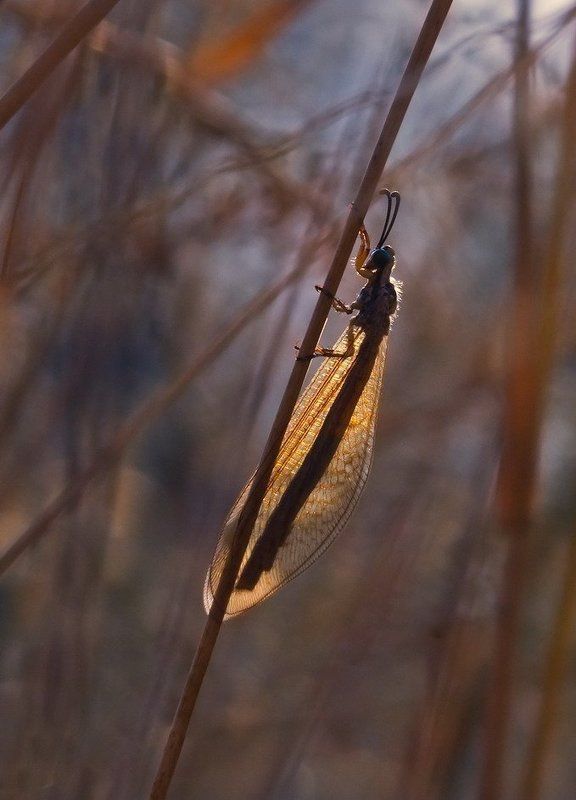 закат Вечерняя молитва фото превью