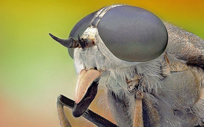 Horsefly фото превью