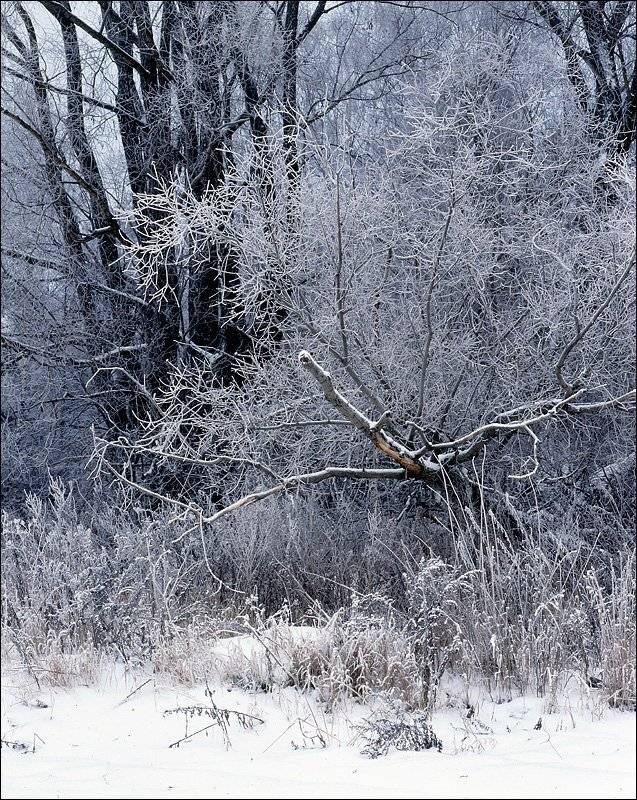 деревья, изморозь, ноябрь, лес, слайд, 6х7,, Victor Pechenev
